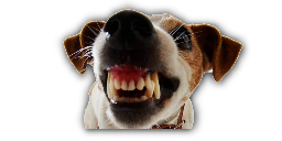 Dog Bite
